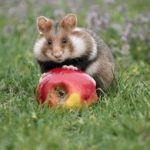 囧次元免登录:畅享无障碍的次元世界体验 4x2lcn