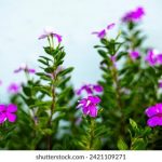 zzzfun安卓版下载:畅享无限乐趣,轻松获取最新版本! 8sqfv75d